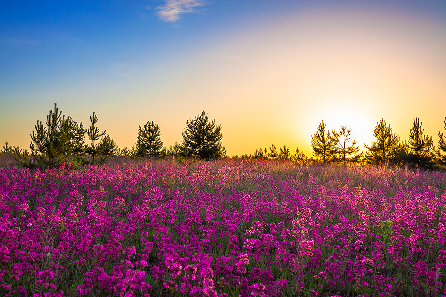 the west ablaze- with wildflowers