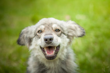 finding joy: pure luck or intention?