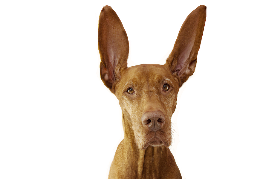 Listen Carefully My Child: The Labor of Obedience