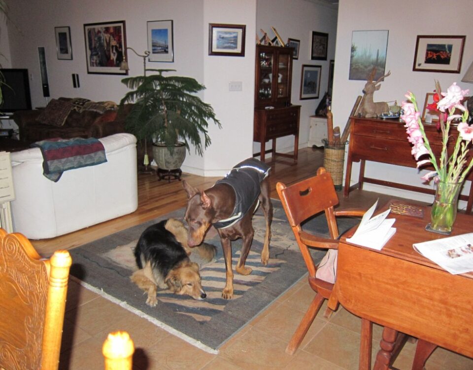 our amazing dog Shadow